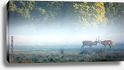 Постер Два оленя сражающихся на туманном лугу