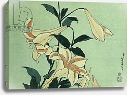 Постер Хокусай Кацушика Trumpet Lilies