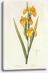 Постер Iris pseudacorus L