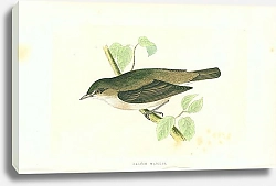 Постер Garden Warbler 4