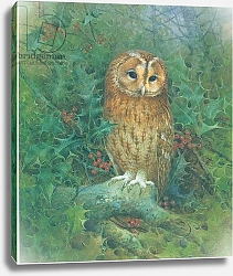 Постер Бенингфилд Гордон (1936-98) Tawny Owl: A Holly retreat, from source unknown
