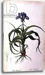 Постер Редюти Пьер Iris Scorpioides, from `Les Liliacees', 1805