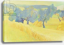 Постер Сикконе Антонио (совр) Olive Trees in Tuscany, 1966