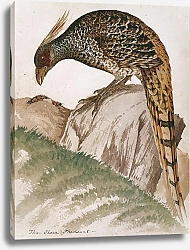 Постер Cheer Pheasant (male)