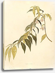 Постер Camellia euryoides