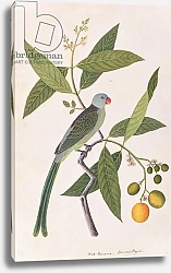 Постер Школа: Китайская 19в. Parakeet, from 'Drawings of Birds from Malacca', c.1805-18