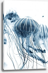 Постер Голубые медузы