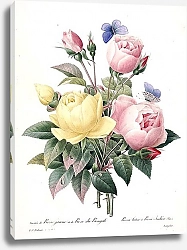 Постер Жёлтая роза и роза Индика