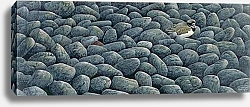 Постер Тейлор Карл (совр) Pebblescape with ringed plover, 1997