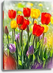Постер Разноцветные тюльпаны в саду
