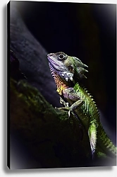 Постер Зеленый переливчатый геккон
