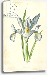 Постер Хулм Фредерик (бот) Spanish Iris