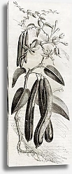 Постер Vanilla plant (Vanilla planifolia). Published on Magasin Pittoresque, Paris, 1850