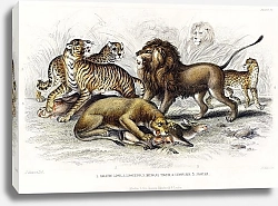 Постер Азиатский лев, львица, бенгальский тигр, леопард и ягуар