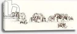 Постер Сандерс Франческа (совр) Elephant and Rhino, 2014,