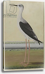 Постер Школа: Индийская 18в Water Bird in a Landscape, c.1780