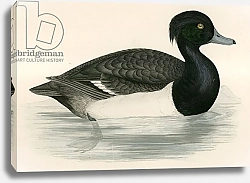 Постер Моррис (акв, птицы) Tupted Duck