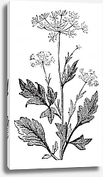 Постер Anise or Pimpinella anisum vintage engraving