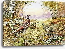 Постер Даннер Карл (совр) Pheasants in Woodland