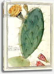 Постер Эгрет Джордж PD.115-1973. f38 Detail of Cactus with Orange Flower, c.1764