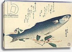 Постер Утагава Хирошиге (яп) Grey mullet, Camellia and Udo