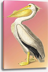 Постер Американский белый пеликан