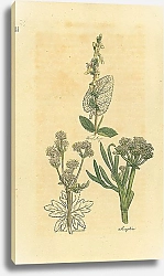 Постер Wood Sage, Wood Sanicle, Samphire