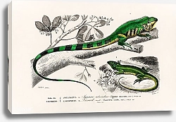 Постер Игуана (iguana) и зелёная ящерица (Lacerta viridis)