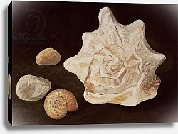 Постер Дэвидсон Питер (совр) Conch Shell, 1995