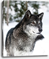 Постер Черный волк в зимнем лесу