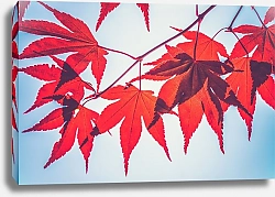 Постер Красные кленовые листья на ветке