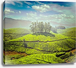 Постер Чайные плантации в Индии 6