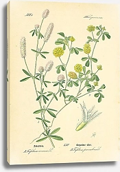Постер Leguminosae, Trifolium arvense, Trifolium procumbens