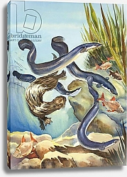 Постер Бэкхаус Д. (совр) The Eel's Amazing Journey