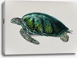 Постер Зелёная морская черепаха