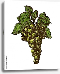 Постер Гроздь зеленого винограда с листьями