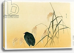 Постер Школа: Японская 17в. Blackbird, Edo Period