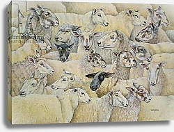 Постер Дитц (совр) Sheep-Blanket