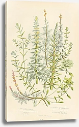 Постер Mares Tail, Whorled Water-milfoll, Spiked w.m., Alternate Flowered w.m., Water Star-wort, Pedunculat