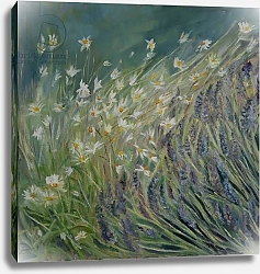 Постер Эллиот София (совр) Lavender and Daisies, 2010