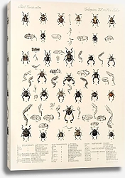 Постер Годман Фредерик Insecta Coleoptera Pl 182