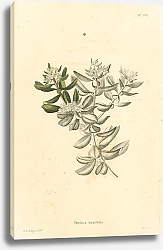 Постер Phylica Buxifolia