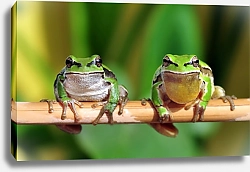 Постер Две зелёные лягушки на ветке