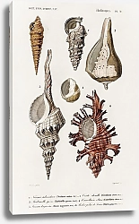 Постер Разные виды раковин моллюсков 1