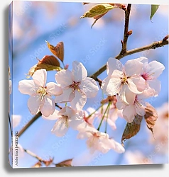 Постер Цветки цветущей сакуры