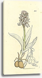 Постер Sowerby Ботаника №22 1