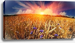 Постер Пшеничное поле на закате 2