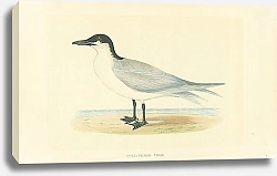Постер Gull-Billed Tern 1