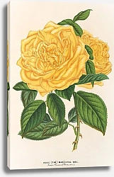 Постер Лемер Шарль Rose Maréchal Niel
