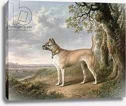 Постер Тауне Чарльз A Terrier on a path in a wooded landscape
